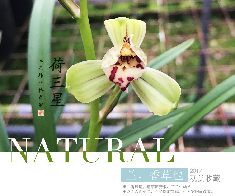 刘阁兰花建兰四季兰花苗夏带浓香花苞出售好养花卉绿植盆栽2苗连体