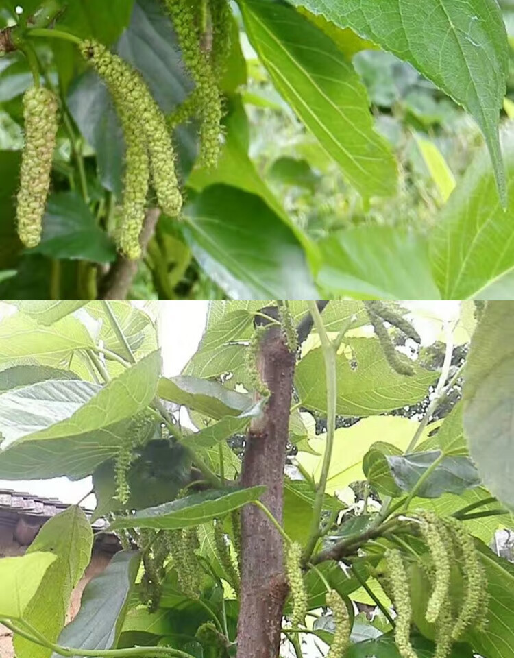 桑葚树苗无籽十大嫁接四季盆栽长果桑树苗南北方种植地栽当年结果
