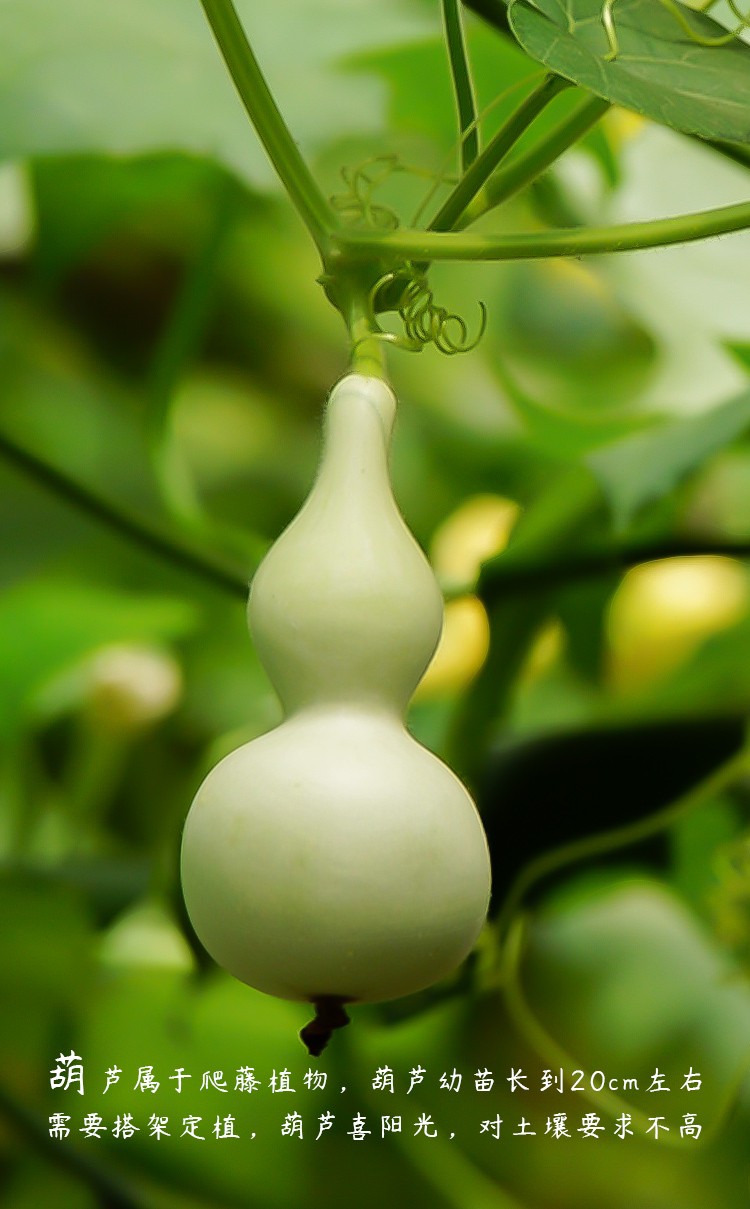 农之子手捻葫芦苗文玩小葫芦种子特小手捻葫芦苗10棵