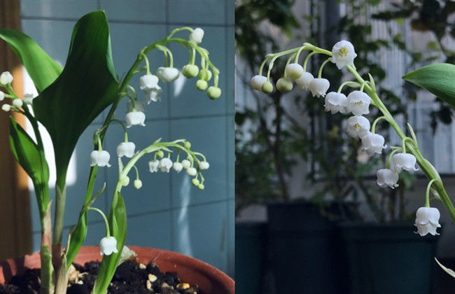 樱之恋冬植铃兰带牙12颗浓香小型绿植铃兰花苗盆栽阳台室内花卉多年生