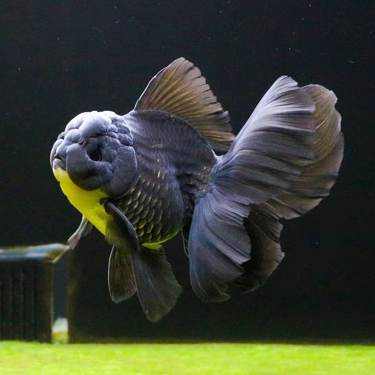 精品百褶泰狮金鱼冷水鱼耐活自来水耐寒宠物金鱼观赏鱼招财活鱼 精品