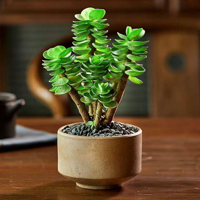 金钱木老桩带陶瓷盆多肉绿植盆栽花卉室内电脑旁新型发