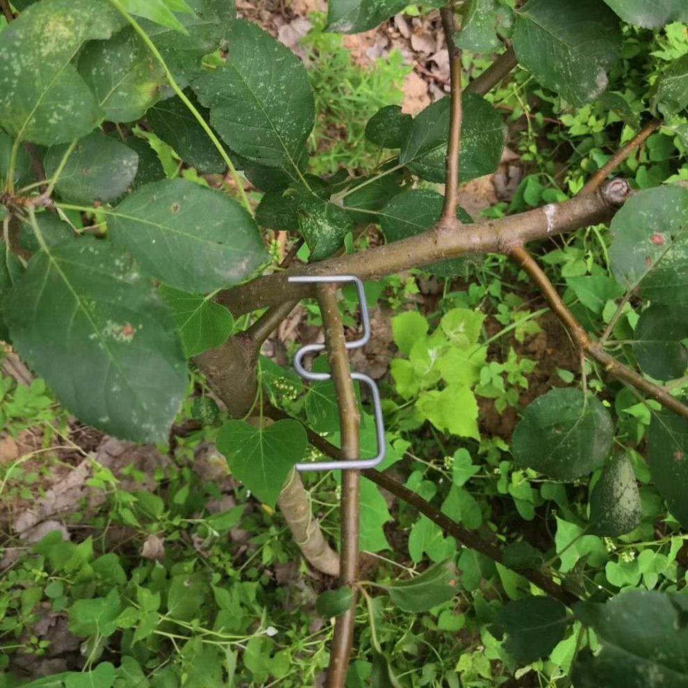 琛艺 果树拉枝神器果树m型别枝器开角器拉枝器s扣治枝条翘头压权器拨