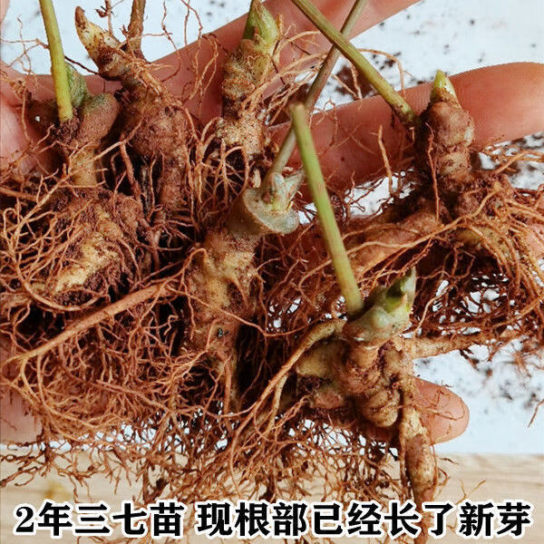 正宗云南文山1年生三七苗2年三七田七苗幼苗药材苗三七种子苗 一年活