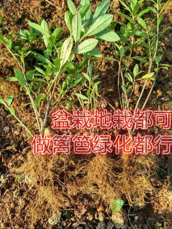 毛鵑樹苗映山紅小苗庭院小區綠化植物杜鵑花苗毛娟紫鵑苗四季常青 40