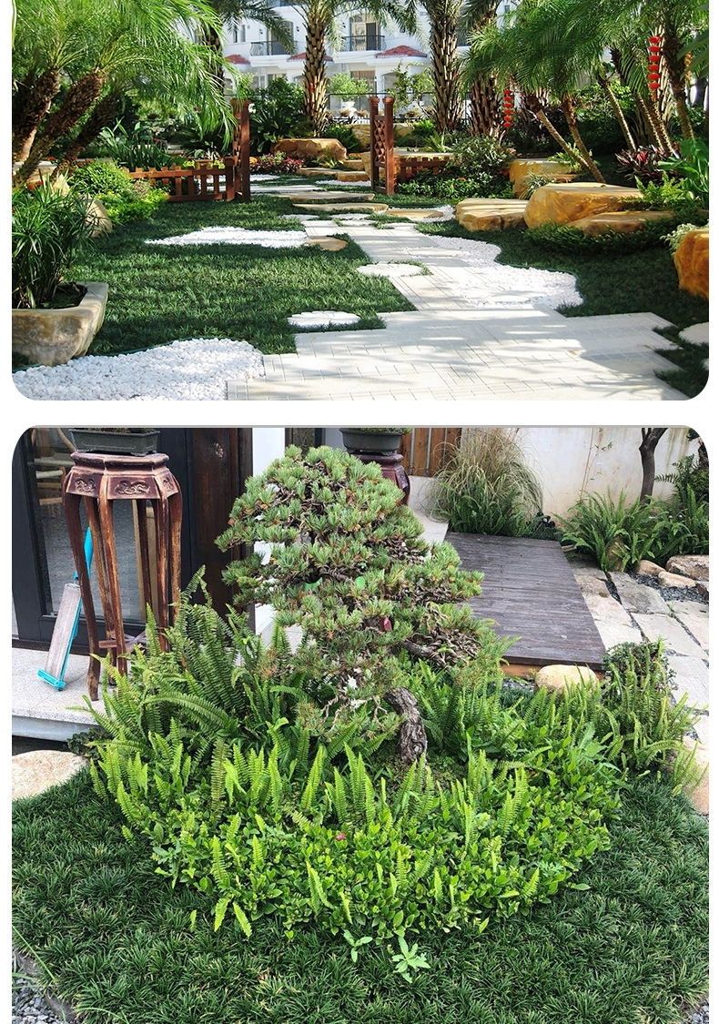 日本矮麦冬草玉龙草金边麦冬兰花三七庭院别墅园林绿化金边麦冬10棵