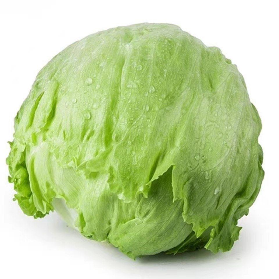 生菜球新鲜球生菜新鲜蔬菜沙拉菜生吃结球生菜汉堡生菜蔬菜沙拉菜东北