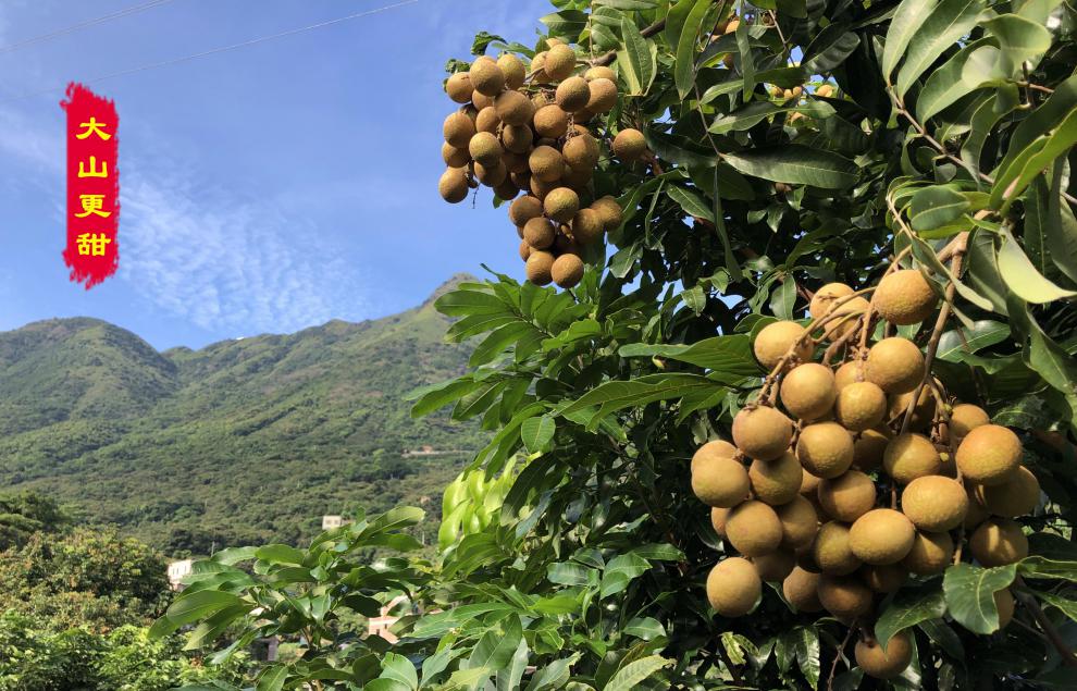 绿佳园 新鲜龙眼现摘广东高州储良石硖桂圆5斤水果整箱顺丰10 深山