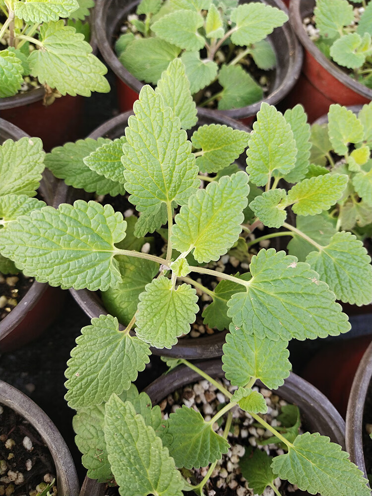 盆栽食用薄荷苗春四季百慕大草花种子 猫薄荷苗2盆(猫咪专用)【图片