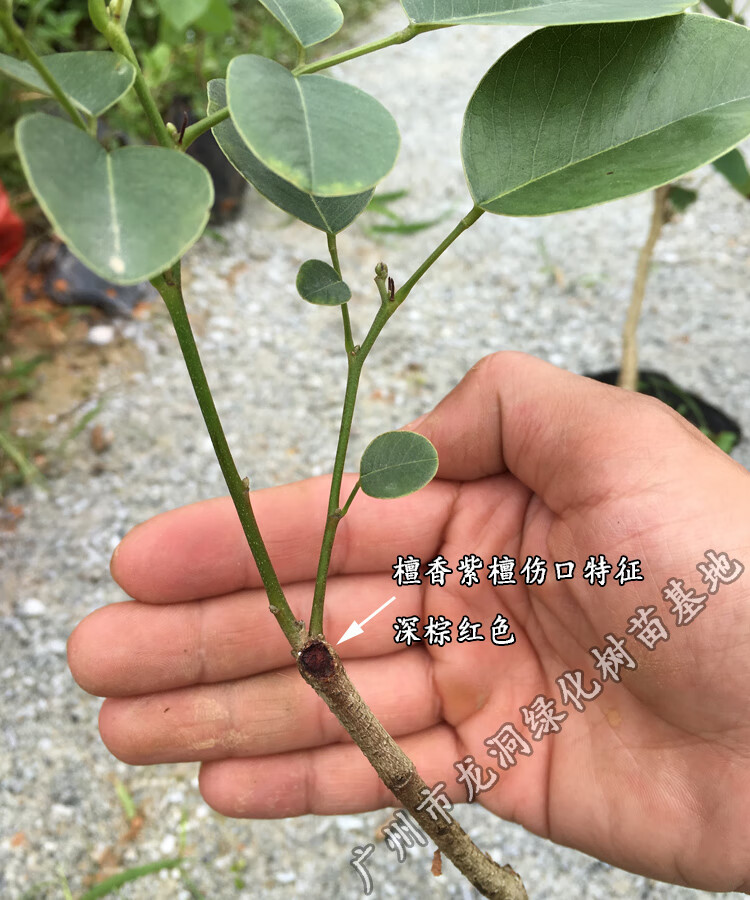 文静花坊 珍稀红木树种檀香紫檀苗 正宗印度小叶紫檀树苗 印度小叶