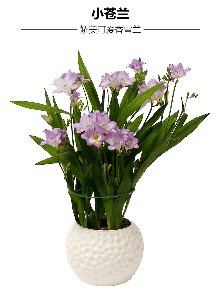 5个香雪兰小苍兰种球四季开花易活植物盆栽室内外好养活春季花卉红色5