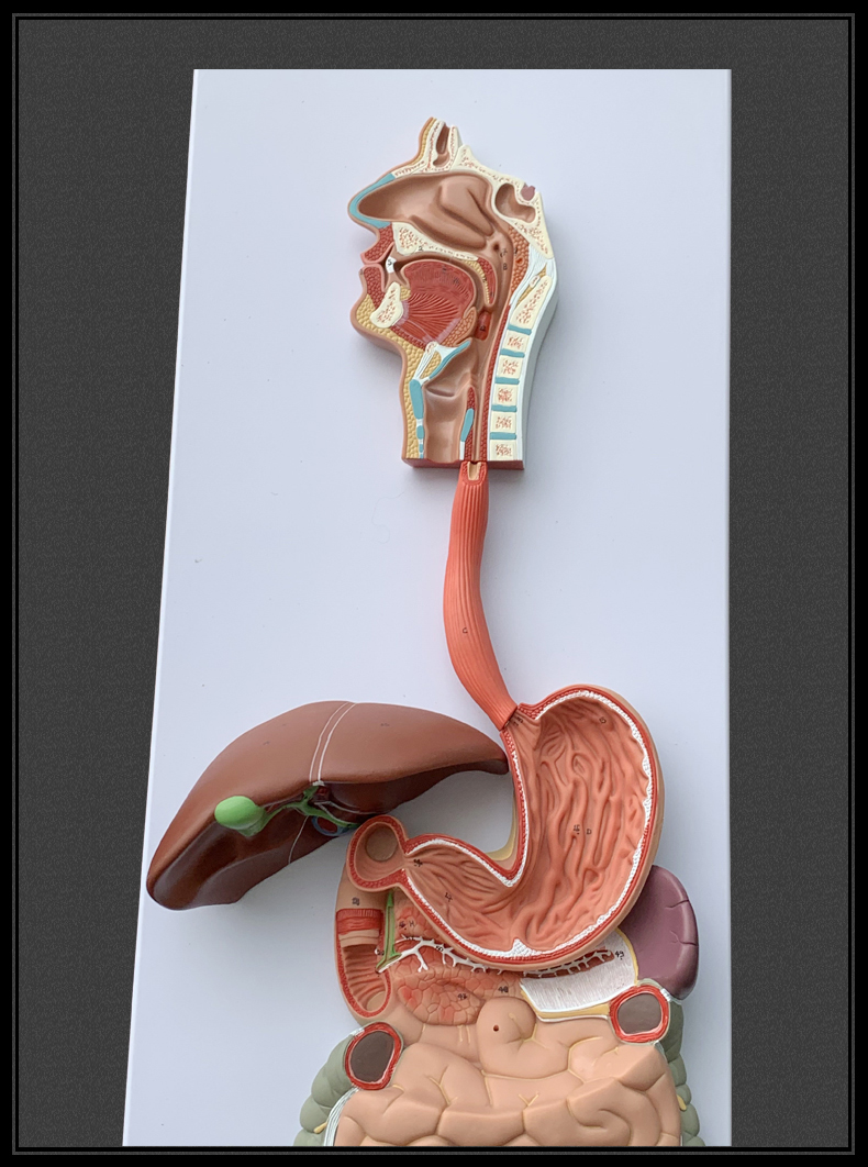 人体消化系统模型消化道胃冠状剖面鼻咽喉大小肠胃解剖模型