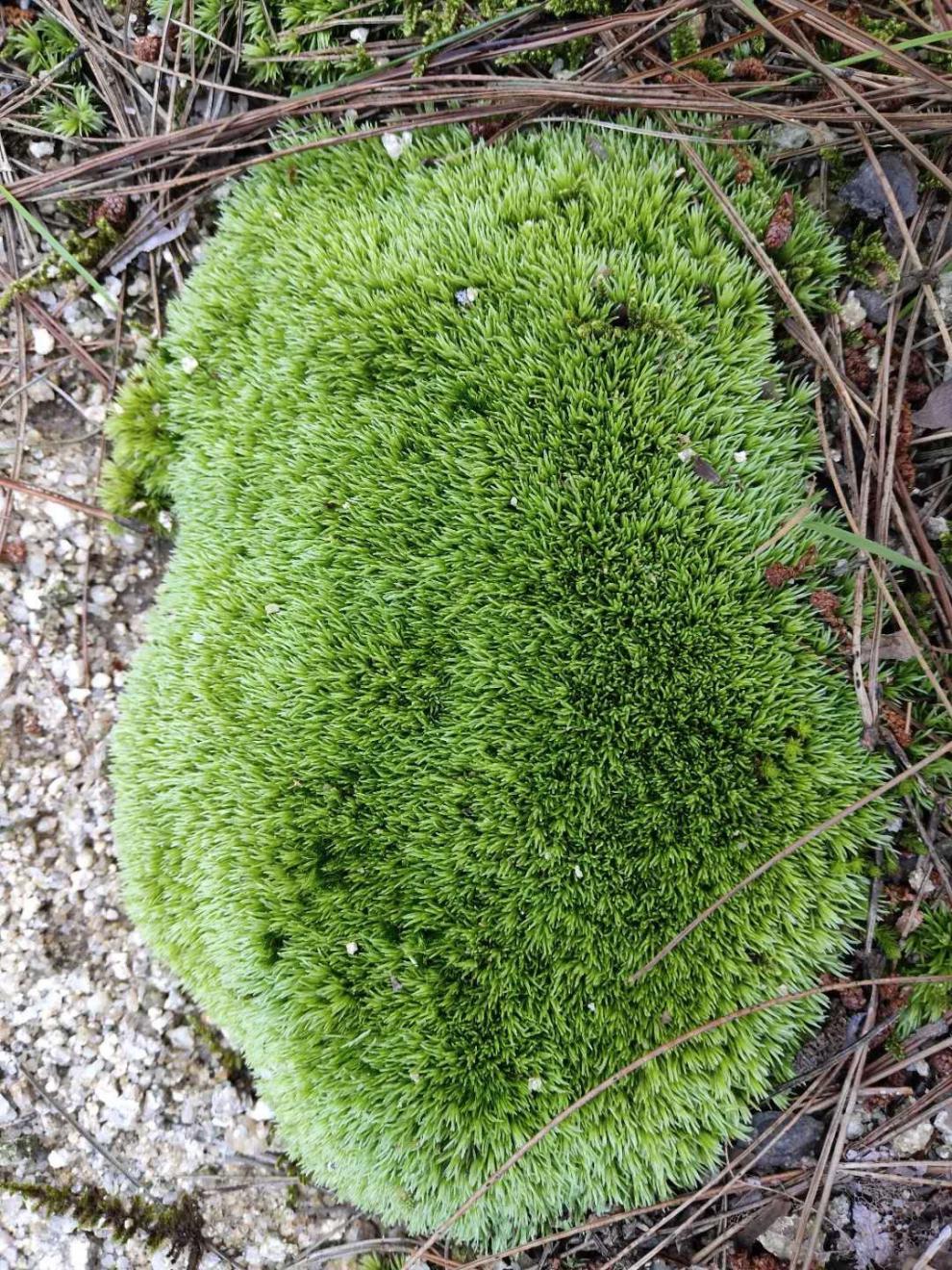 现货直发新鲜苔藓植物微景观鲜活青苔盆景假山装饰朵朵藓白发藓15cm