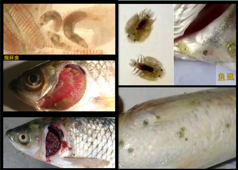 水产鱼药杀指环虫三代虫鱼用杀虫药指环清鱼塘杀虫剂200ml10瓶