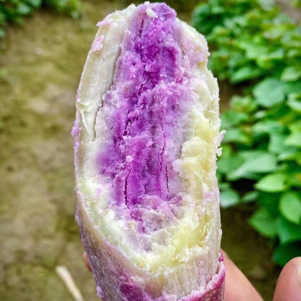 新鲜红薯地瓜冰淇淋粉糯香甜一点红花心冰激凌番薯板栗薯紫薯1斤中果