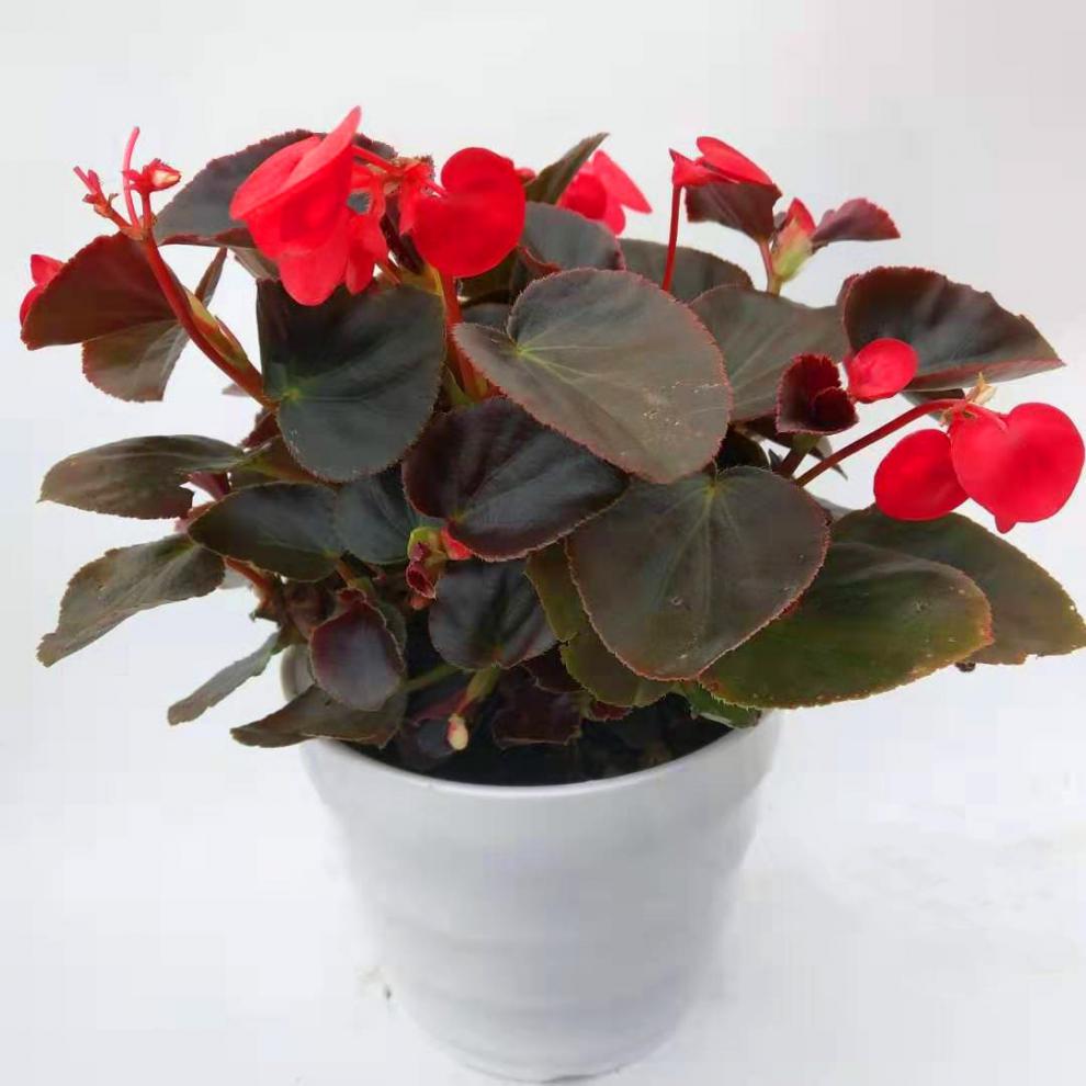 四季海棠盆栽植物重瓣丽玫瑰格海棠带花发货室内庭院盆栽四季开花 大