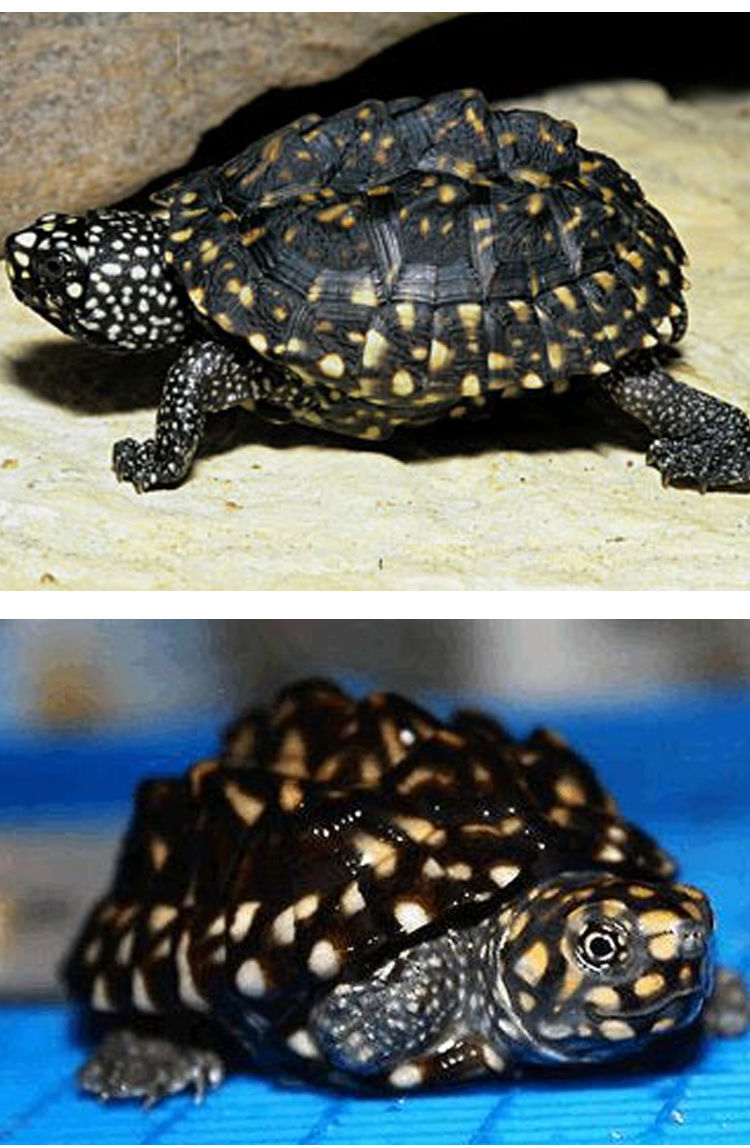 斑点龟长大后的图片图片