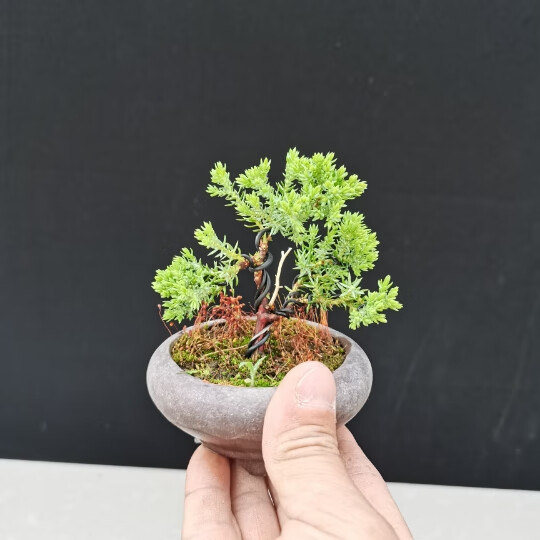 新西兰微型小品盆景拇指盆景珍珠地柏小盆景珍珠地柏小盆栽植物 小