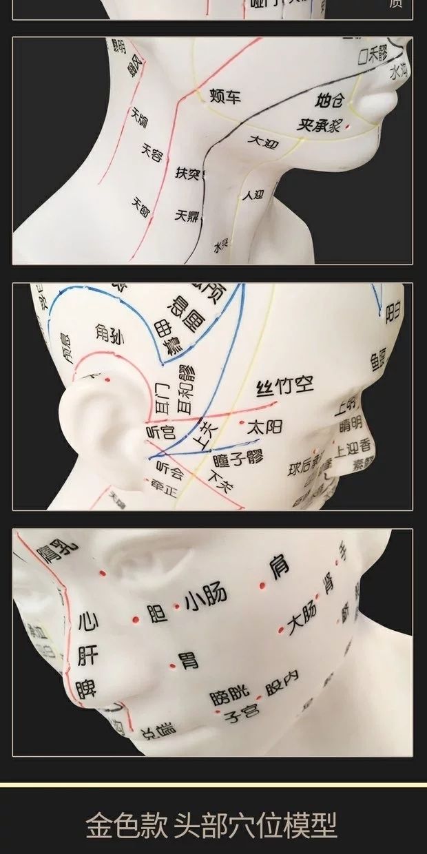 清晰头部穴位模型针灸刻字大头颈部中医教学器械面部按摩按压丰帆30