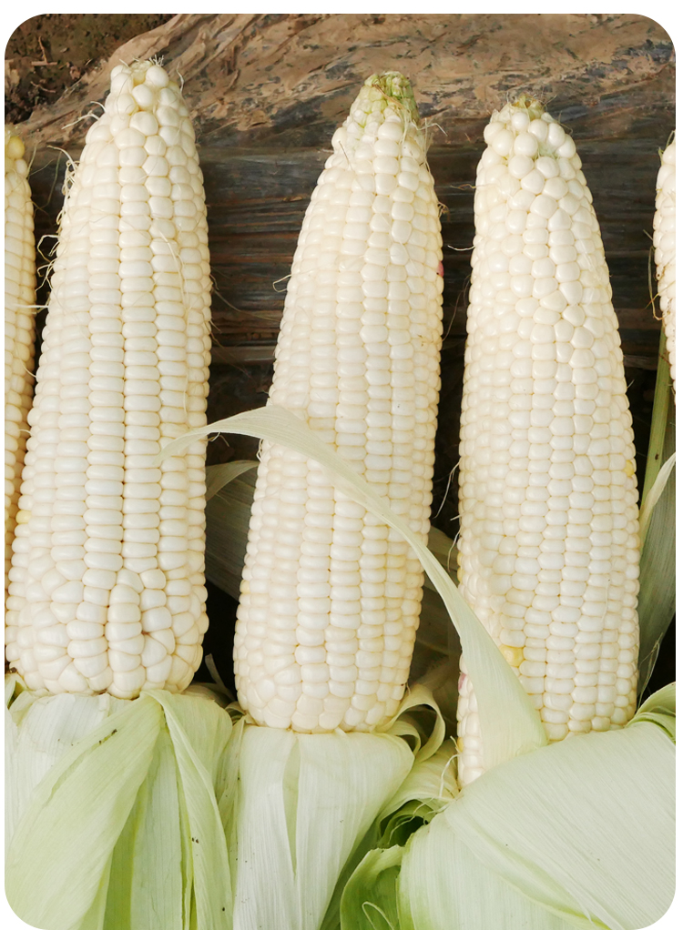 京科糯2000玉米种子高产大田粘玉米种籽早熟抗病四季白甜糯玉米孑 京