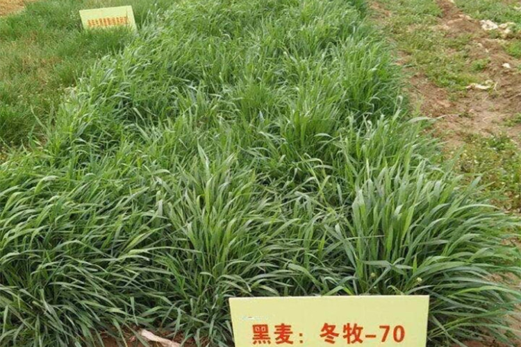 香葶苑冬牧70黑麦草种子猪牛羊兔鸡鸭鹅鱼草籽耐寒高产牧草种子草种籽