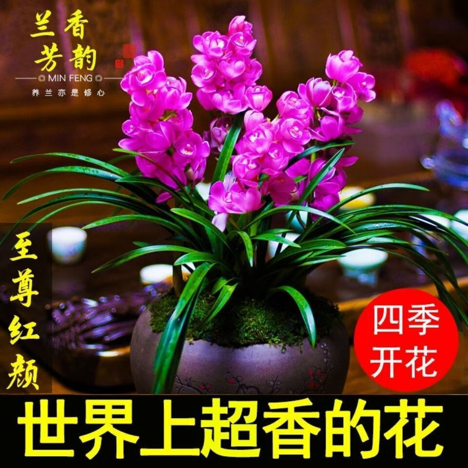 濃香型四季蘭 建蘭蕙蘭春蘭墨蘭室內盆栽花卉綠植植物 至尊紅顏 1苗