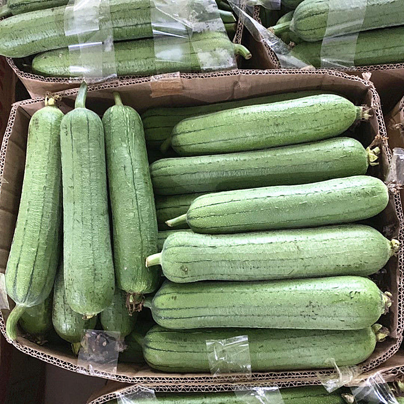 肉丝瓜新鲜蔬菜1/5斤农家丝瓜 胖丝瓜 水瓜短棒丝瓜香肉丝瓜 精选5斤