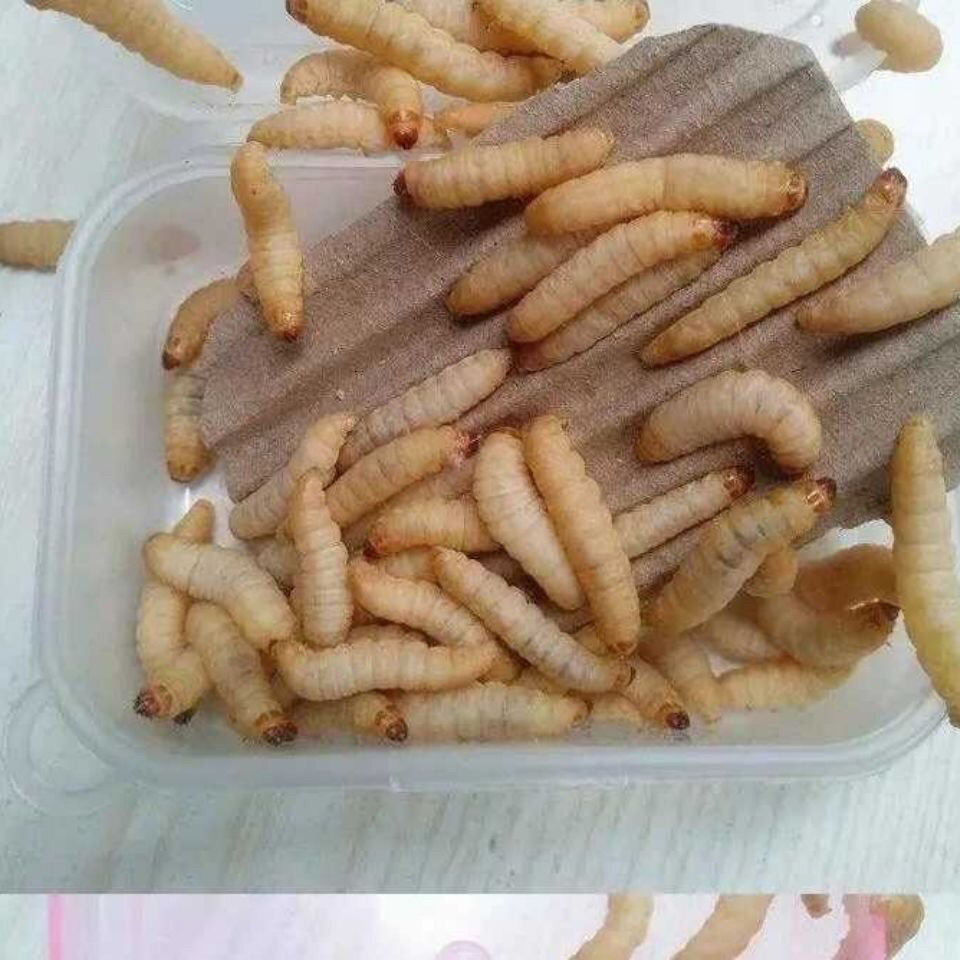 荣郁荣郁养殖厂玉米虫活体葡萄虫百灵活食蜜袋鼯变色金龙鱼高蛋白宠物