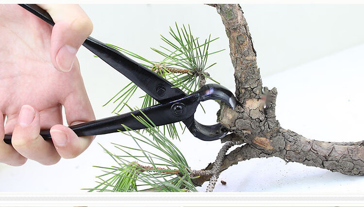 盆景球节剪球钳盆栽树瘤树节修剪钳园艺花艺制作造型养护工具175mm球