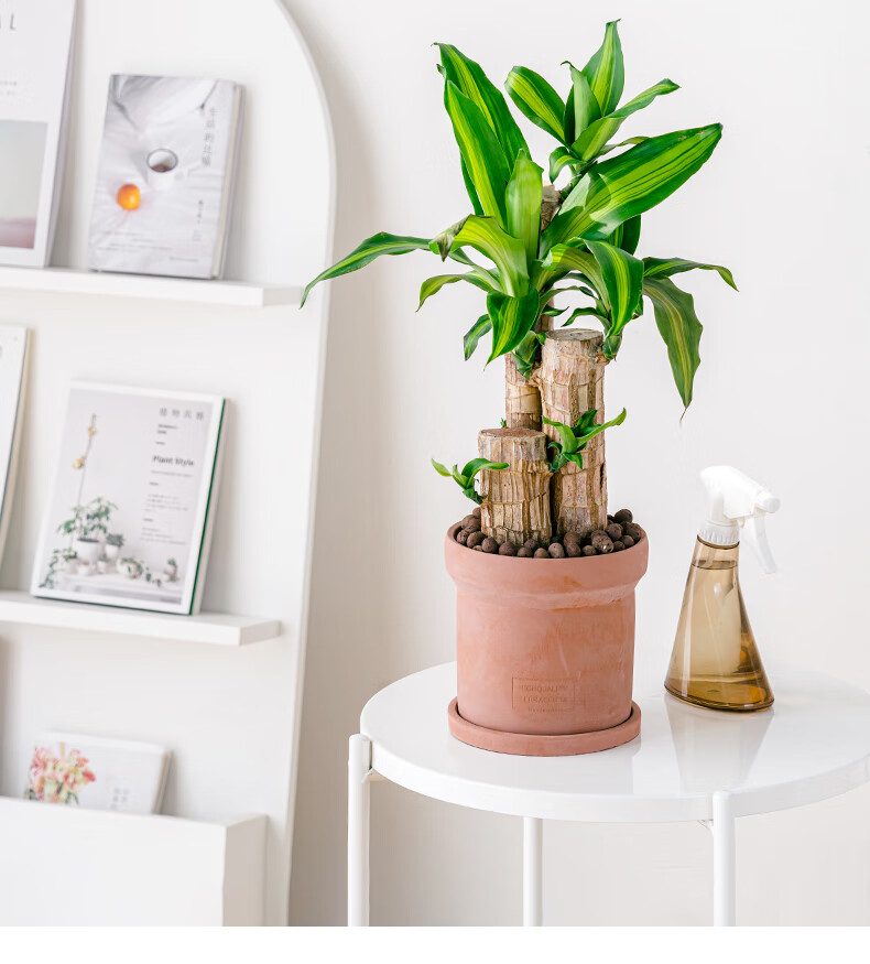 巴西木幸运木老桩植物盆栽室内办公室净化空气好养巴西木绿植盆景老桩