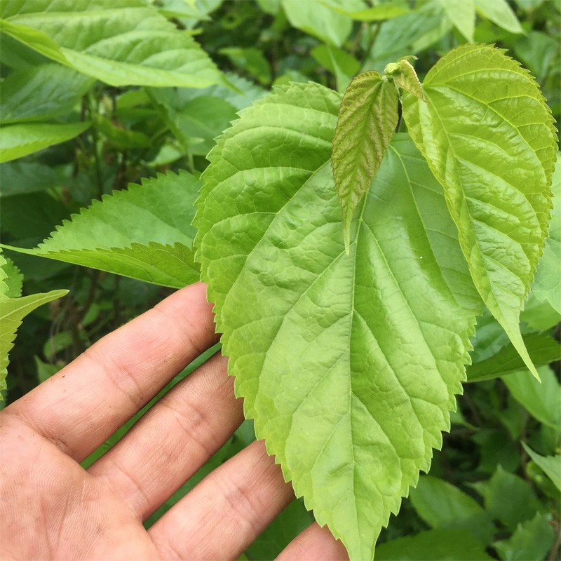 新鲜桑叶学生蚕宝宝饲料春蚕卵小蚕虫嫩桑叶现摘桑叶新鲜a0 桑叶1000