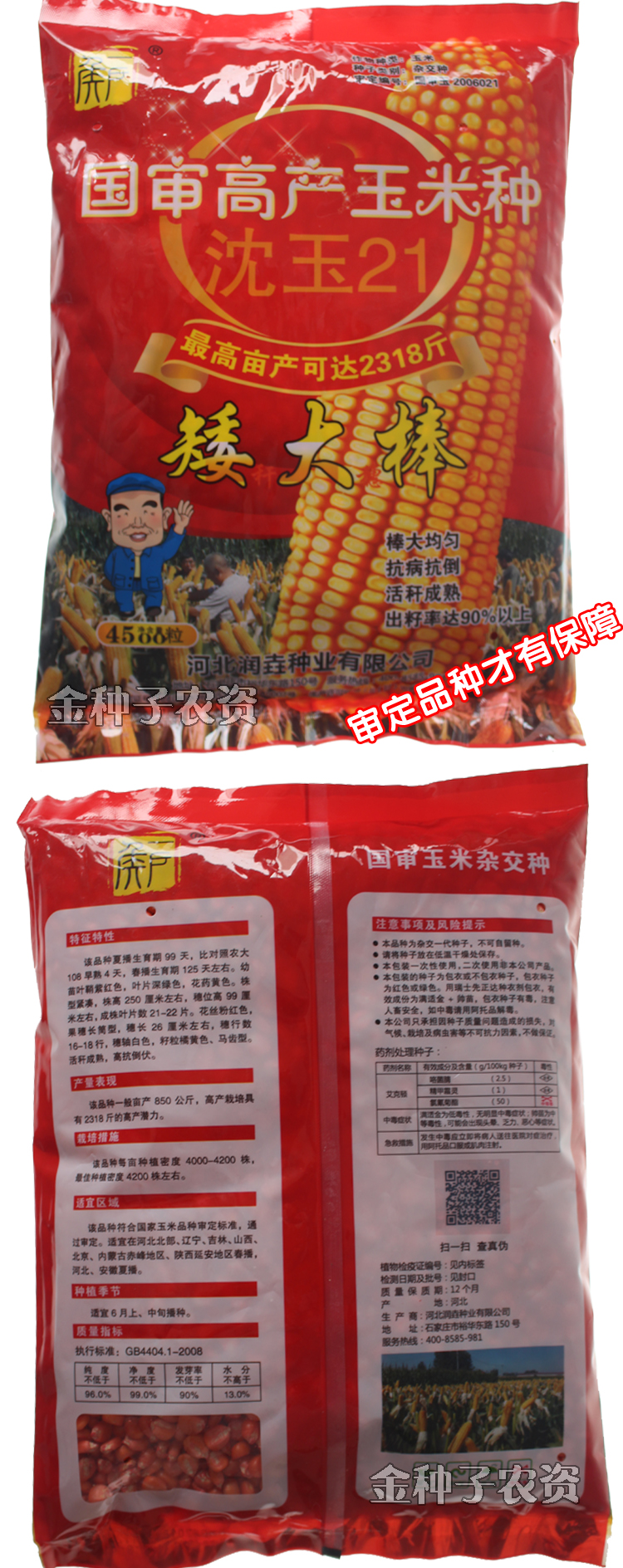 矮大棒沈玉21大田种植杂交玉米种子基地高产大穗抗病国审玉米矮大棒沈