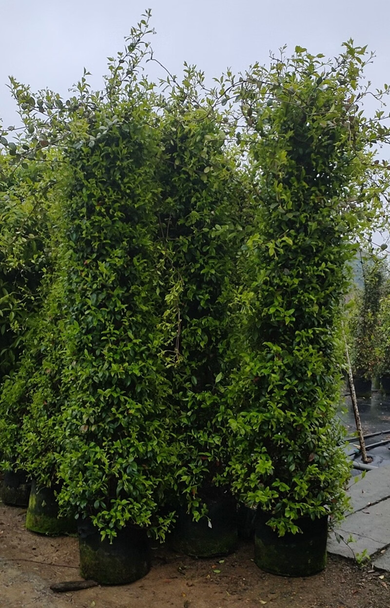 四季耐寒爬藤植物盆栽意大利络石藤风车茉莉浓香易养常绿阳台庭院 6年