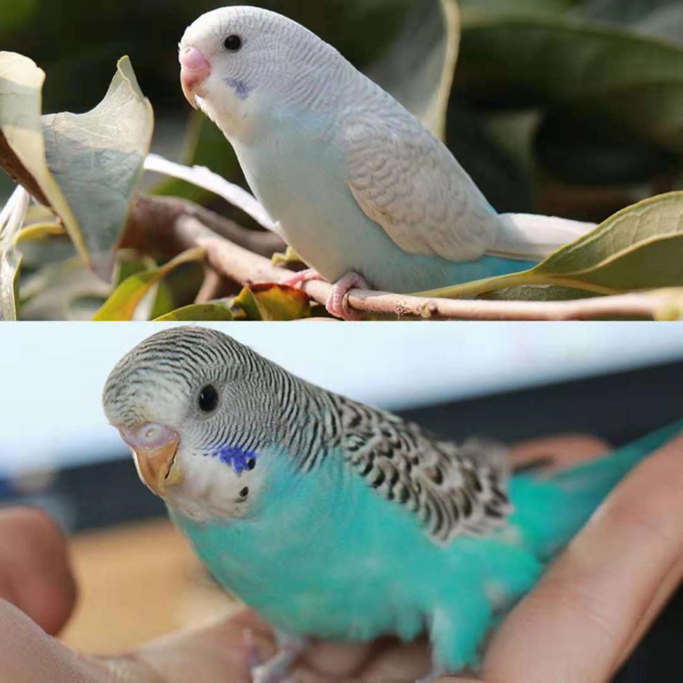 鹦鹉活体宠物鸟鸟活体说话鹦鹉虎皮鹦鹉牡丹学舌鸟手玩鸟观赏鸟 绿皮