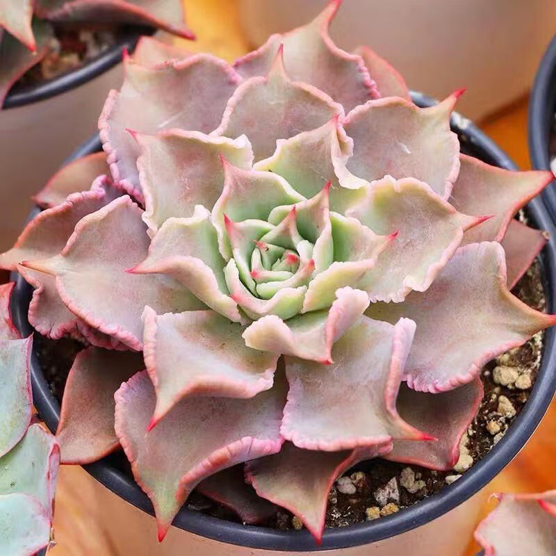 迎虞花苑多肉植物饺子皮新品韩国新品贵货多肉好养花卉绿植多肉饺子皮