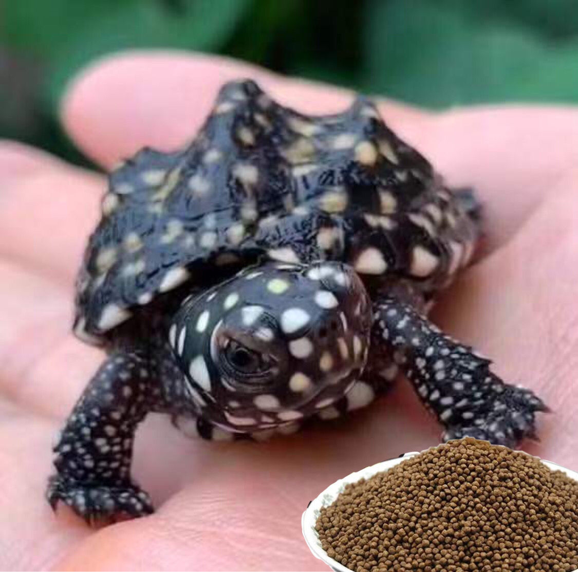 正宗斑点乌龟外池龟满天星龟星点龟深水龟宠物饲料 3-4cm 一个【图片