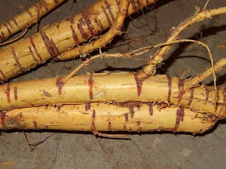 老桑头 桑根 老桑树根 桑树头 桑皮带心500g【图