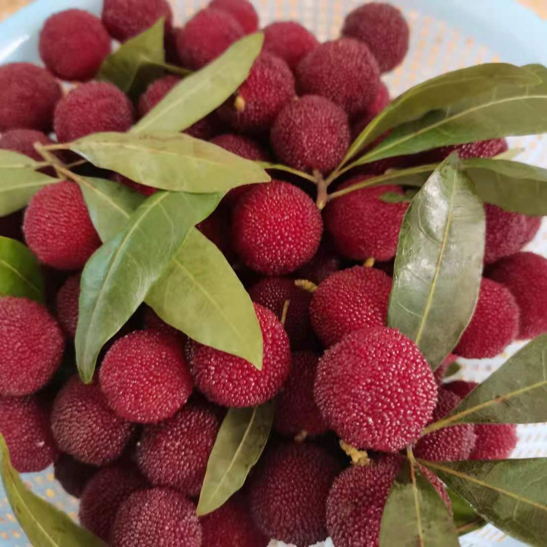 现摘新鲜杨梅潮汕酸早梅土杨梅泡酒红梅杨梅广东省内顺丰4斤4斤