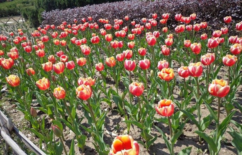 郁金香花苗水养浓香耐寒养不死的室内阳台懒人花卉 超级马克【过年