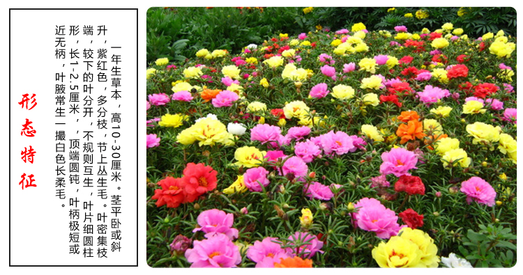 花卉种子批发批发公司