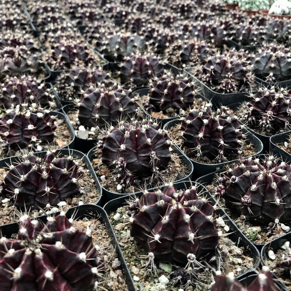 紫牡丹 仙人球群生植物盆栽黑牡丹肉肉植物绯牡丹防嫁接 紫牡丹4~5cm