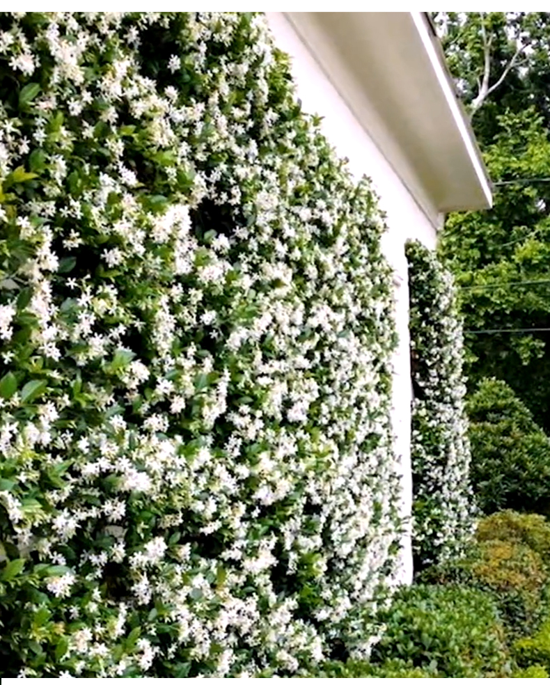 风车茉莉(风车茉莉叶子变红)