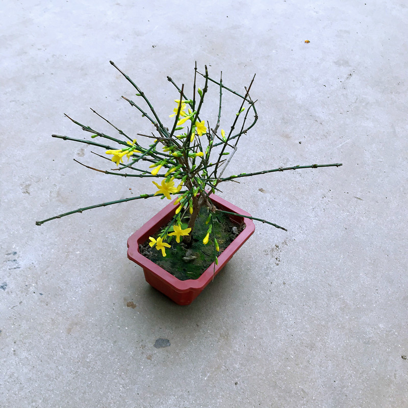迎春花造型盆景老桩提根室内阳台花卉庭院盆栽四季好养垂钓植物 迎春