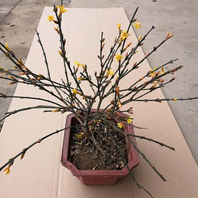 果小仔迎春花庭院攀援垂吊花卉迎春花苗绿化用苗盆栽地栽初春开花迎春