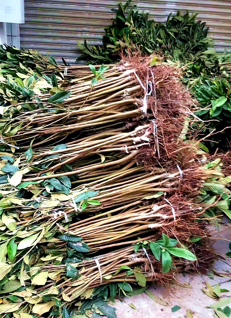 无核砂糖枇杷树苗无籽琵琶嫁接果树苗适合南方北方四季种植耐寒热砂糖
