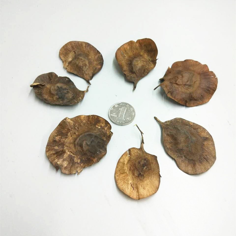 精选印度紫檀林木小叶紫檀木种子檀香紫檀树种子易种四季播种花籽 2粒