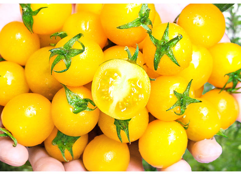 山东寿光千禧黄圣女果夏日阳光新鲜小番茄西红柿生吃5斤