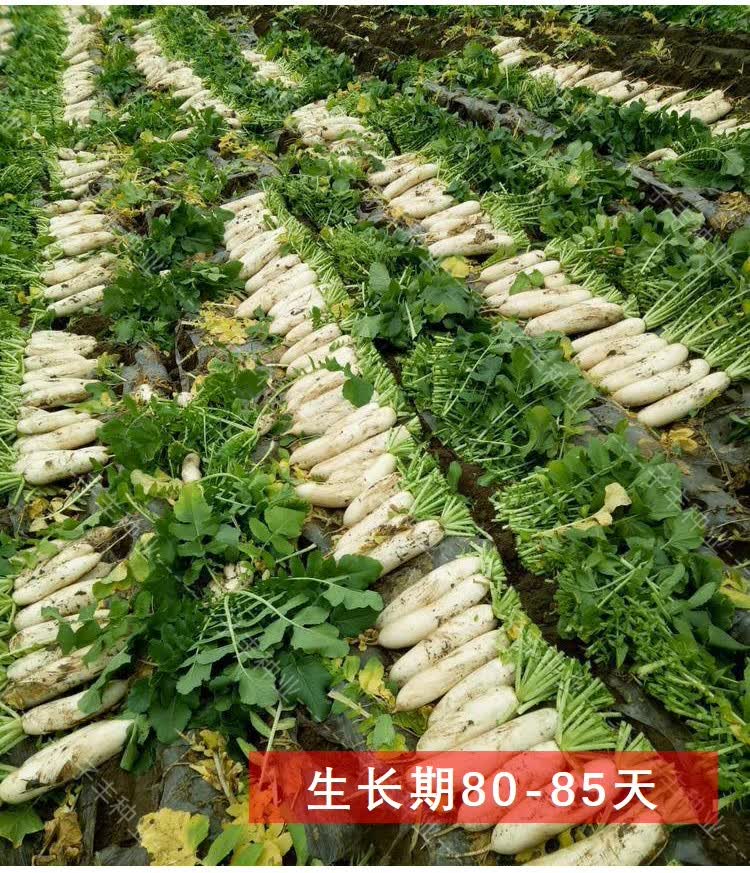 地方经典老品种象牙白秋季白萝卜种子15克好吃好种长罗卜菜籽种孑10袋