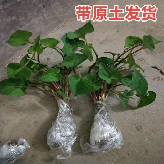 【京選優品】魚腥草種子現挖種苗湖南正宗新鮮折耳根魚新草苗盆栽四季