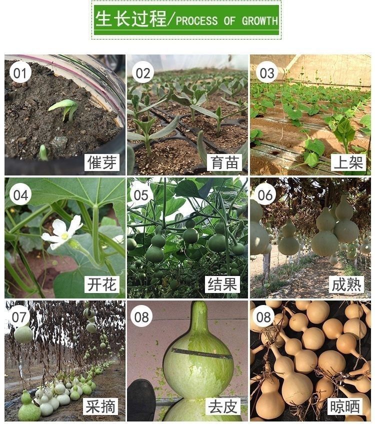 小葫芦种子特小手捻葫芦农家菜园四季种植观赏花卉高产宝葫芦籽沐智